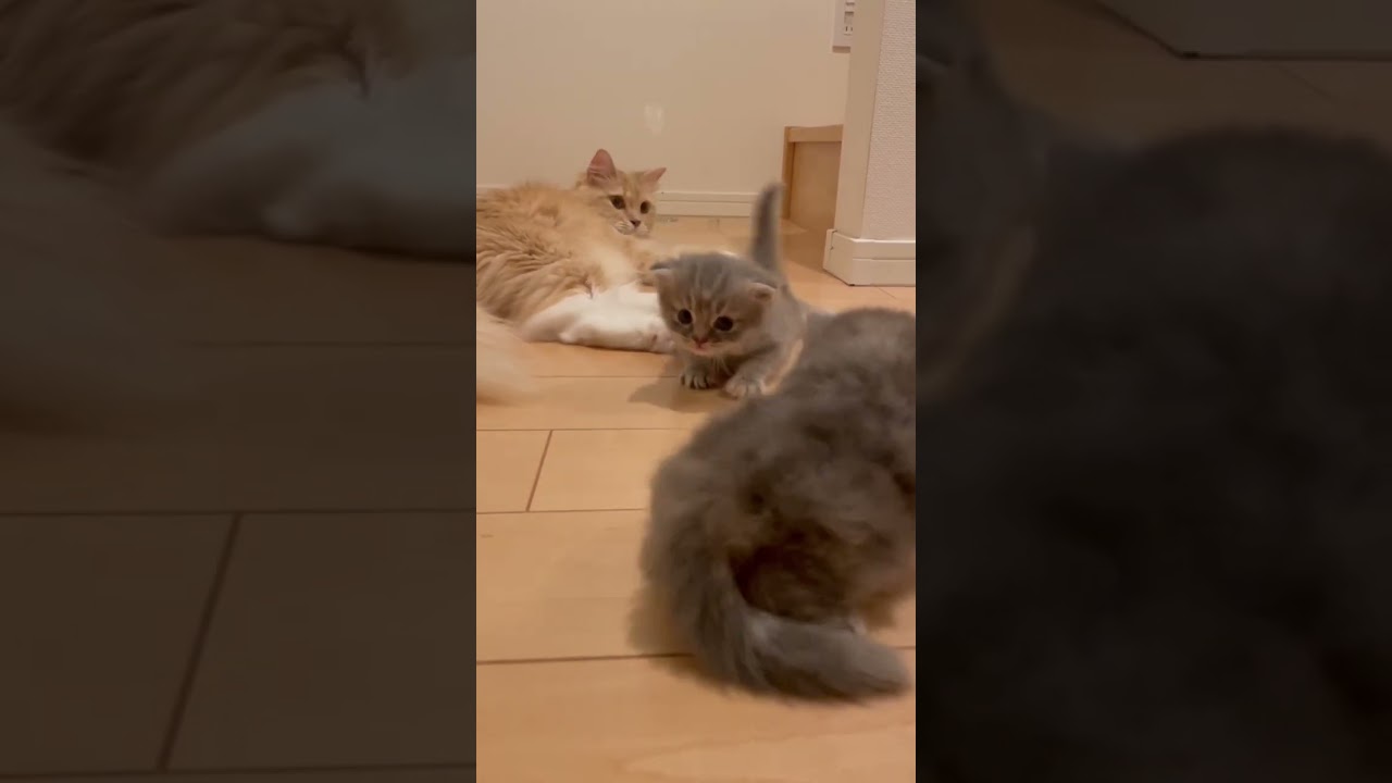 赤ちゃん猫を撮ってたら母猫ブチ切れ！？ #猫のいる暮らし #ラガマフィン #猫赤ちゃん