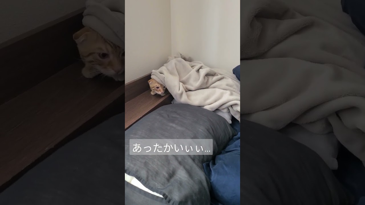 毛布にくるまって寝ようと試みるコモドン【コモドンの観察日記】 #キンカロー #子猫 #cat #猫