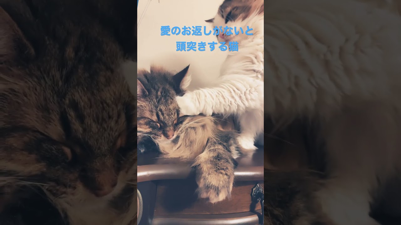 思い通りにならず頭突きする猫 #cat #cats #ノルウェージャンフォレストキャット #shortsvideo #猫 #猫動画 #かわいい猫 #大型猫 #猫との暮らし #shorts