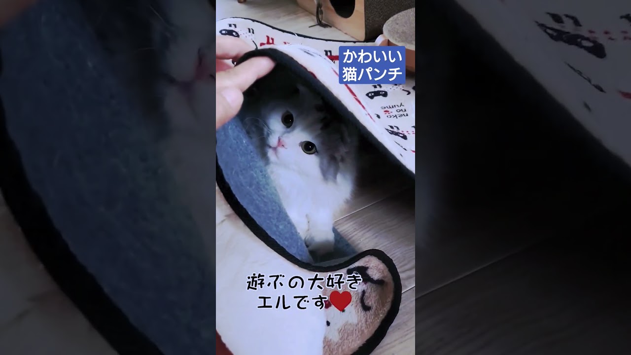 [スコティッシュフォールド] かわいい猫パンチ♥#shorts #スコティッシュフォールド #猫 #cat