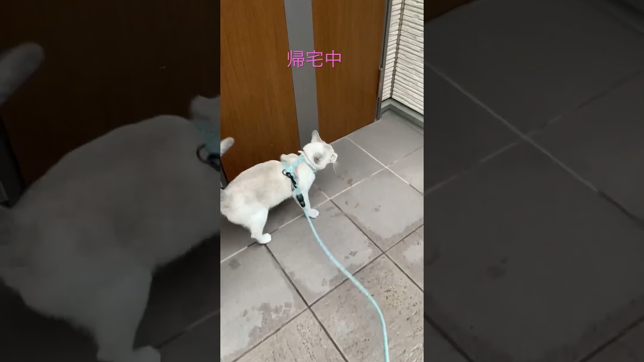 お散歩から帰宅するシャムミックスの猫　#猫　#cat #お散歩猫