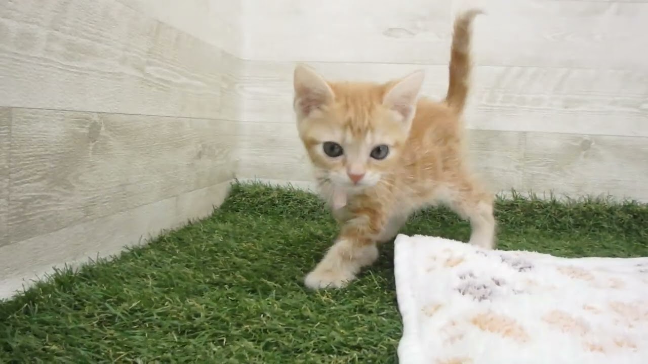 Coo&RIKU　No00632757 アメリカンショートヘアー