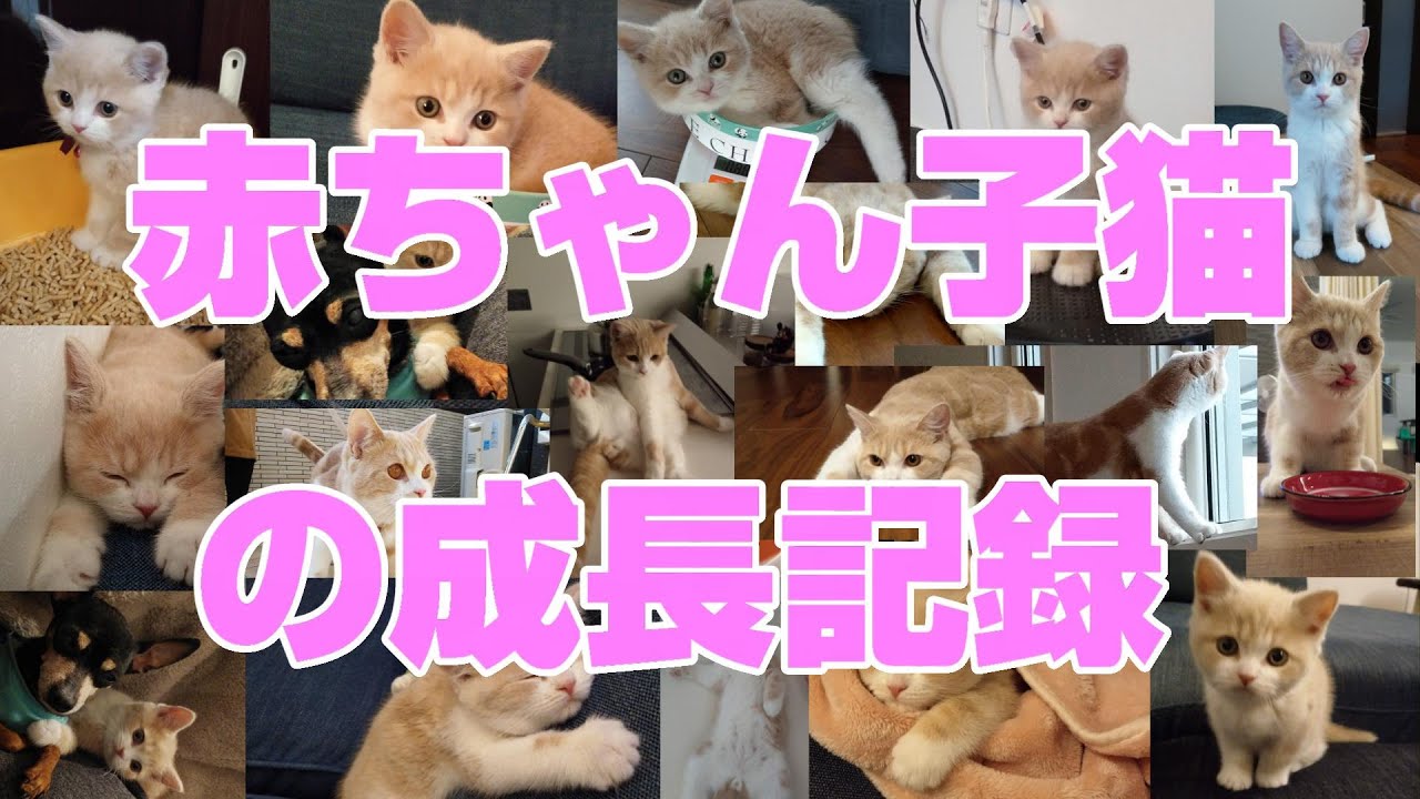 【誕生日記念】赤ちゃん子猫からの成長記録💕 233話 スコティッシュフォールド ちくわ