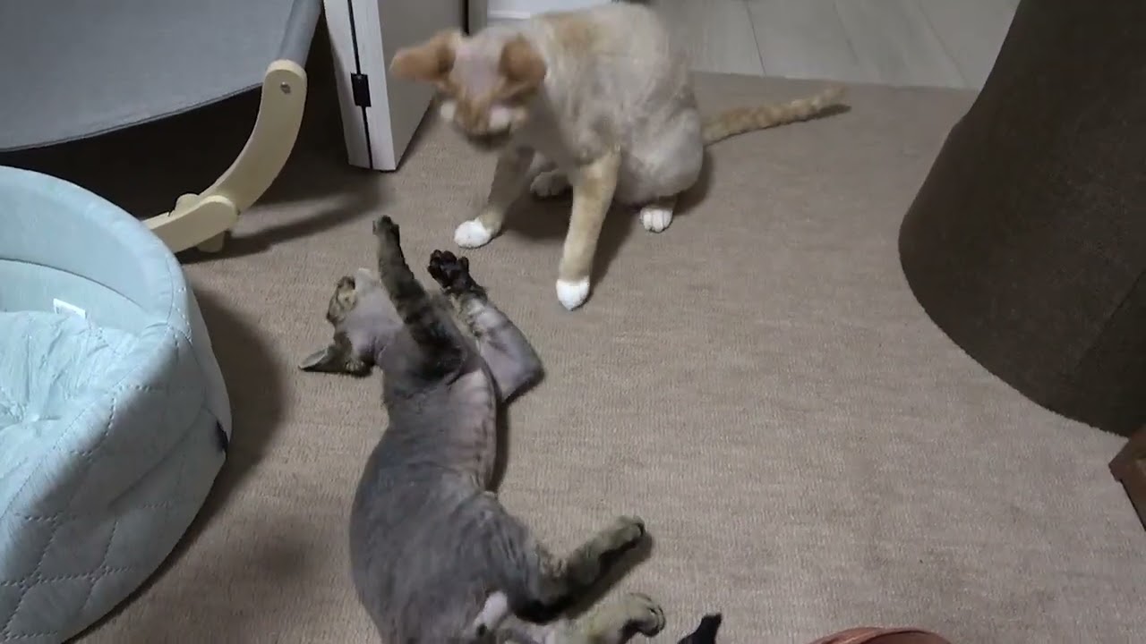 デボンレックス猫兄弟が喧嘩しました(Quarrel between Devon Rex brothers)