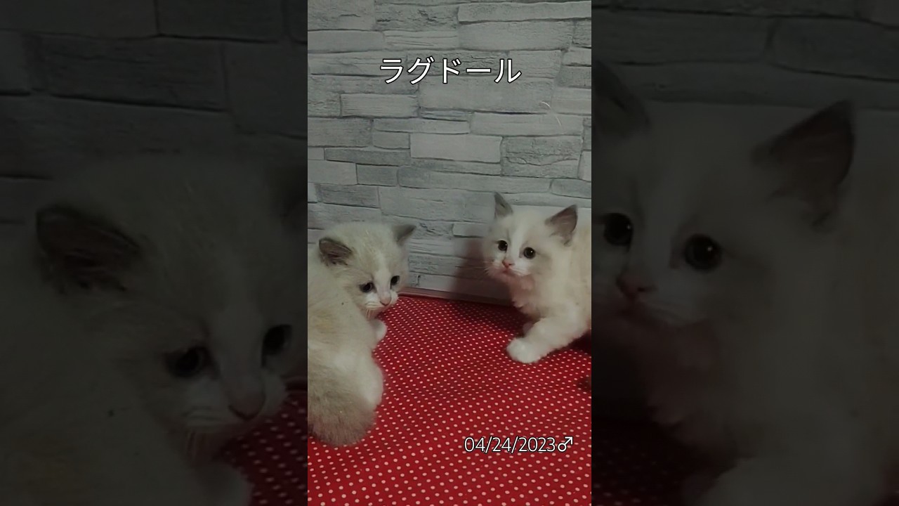 #はじめまして#ラグドール#ブルーポイントバイカラー