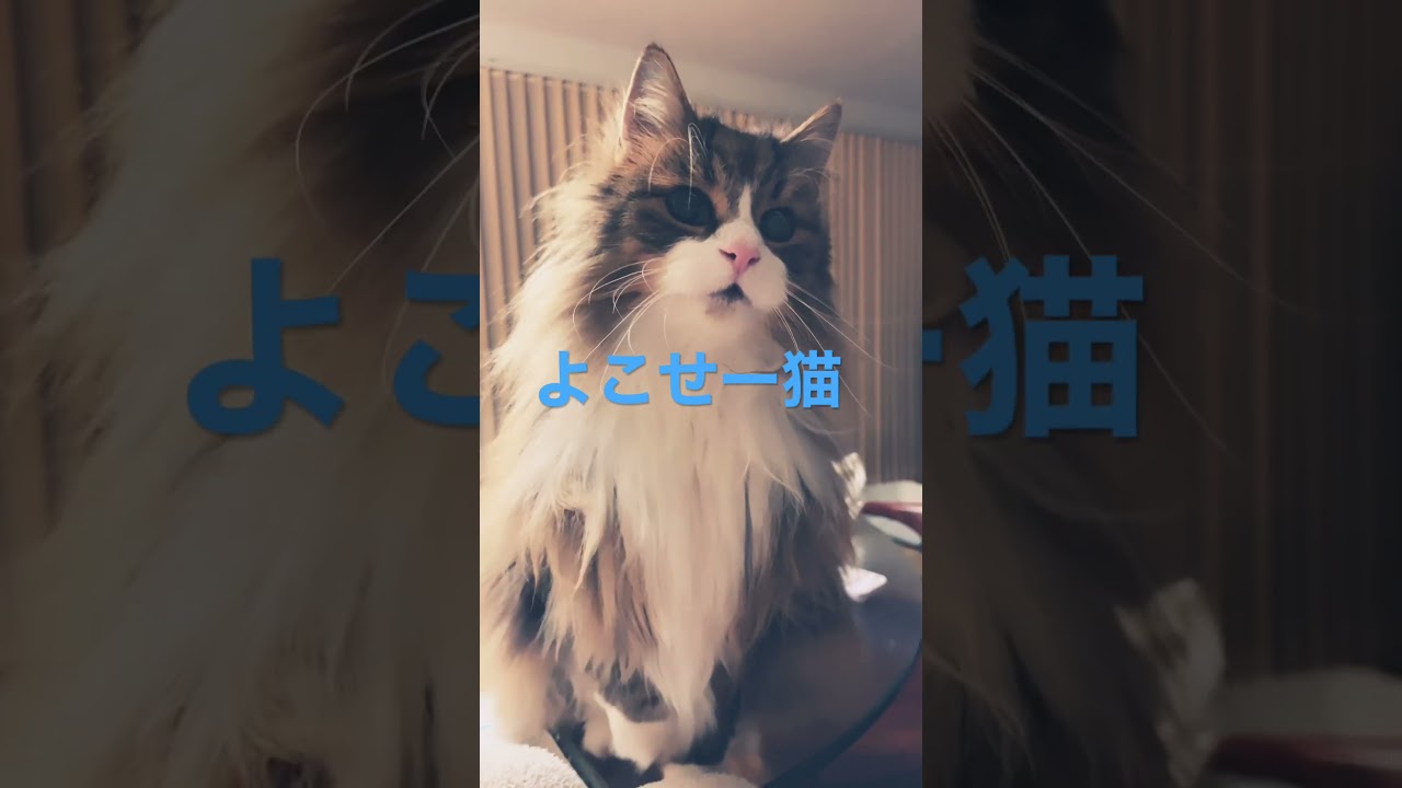 可愛いぞ!ビューネ！ #cat #cats #ノルウェージャンフォレストキャット #shortsvideo #猫 #猫動画 #かわいい猫 #大型猫 #猫との暮らし #shorts