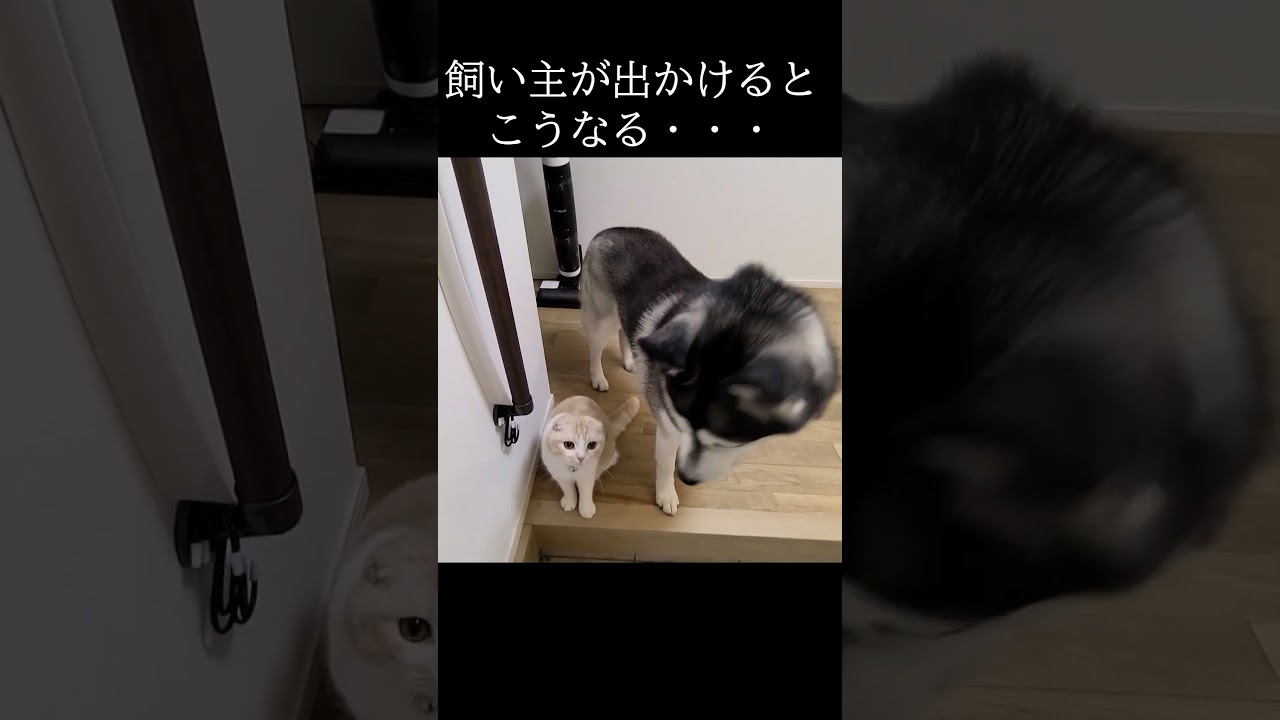 飼い主が出かけるといつもこうなる猫と犬...#猫 #shorts