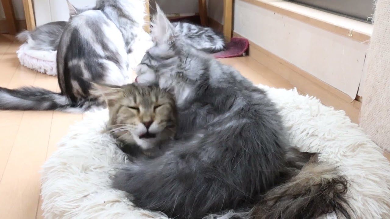 子猫が大好きメインクーンのサラフィナさん