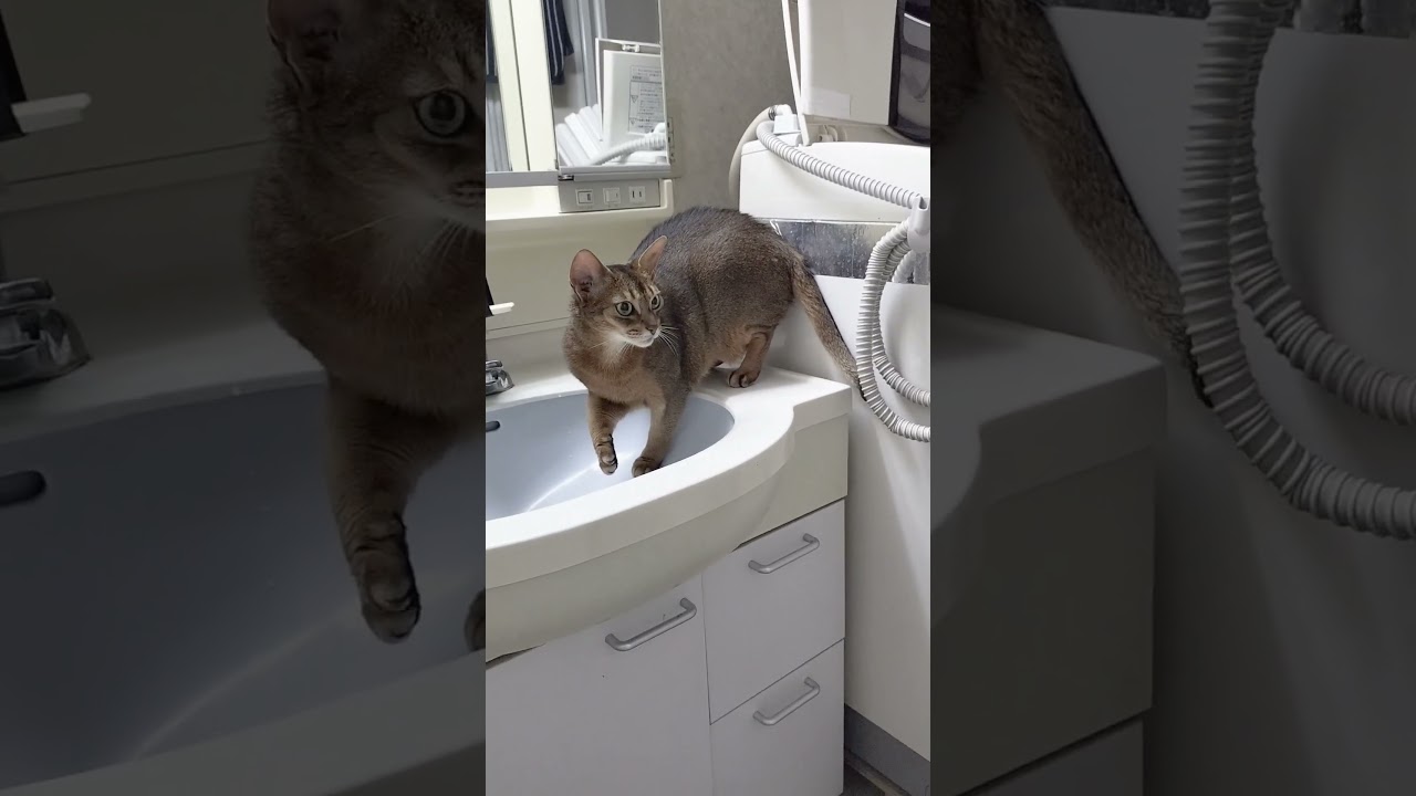 ネコ動画あび＃1427　あびの毎日　アビシニアン　あび