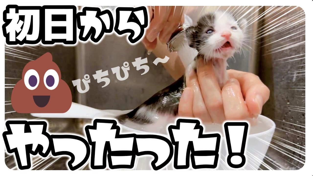 【保護子猫】初日からピチピチうんち！みんな汚れたのでシャンプーしました【保護猫生活1日目】