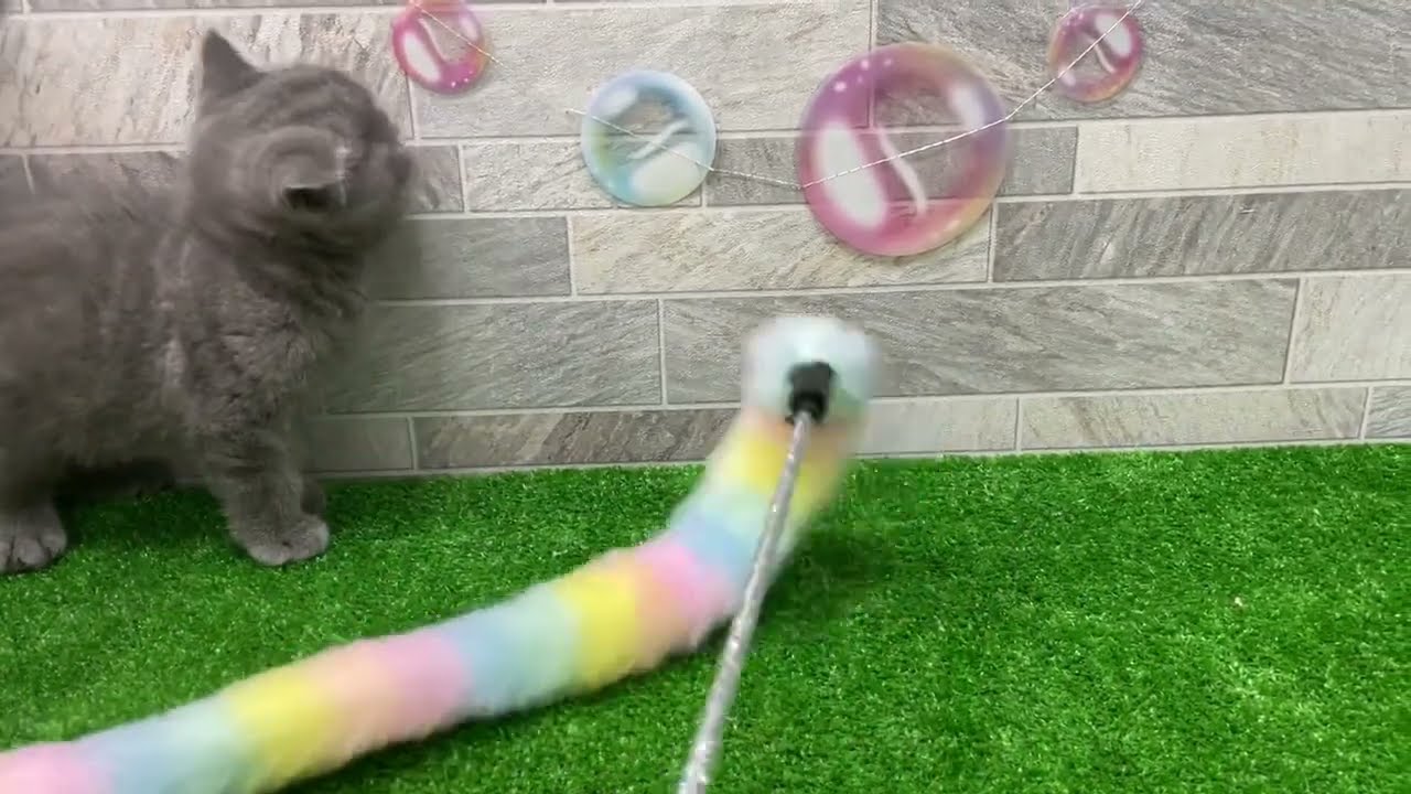 多治見店　ブリティッシュショートヘアー　2302921
