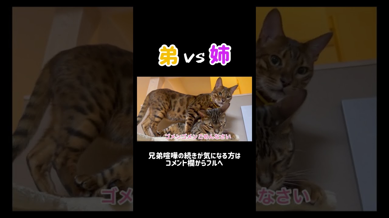 弟がうざい姉猫 #shorts