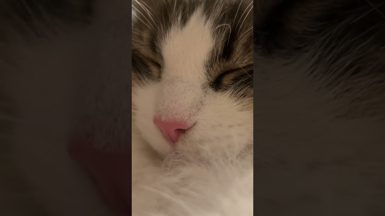 この動画を見ると幸せになれます #ノルウェージャンフォレストキャット #猫 #長毛種 #猫動画 #猫かわいい #かわいい猫 #ゴロゴロ音