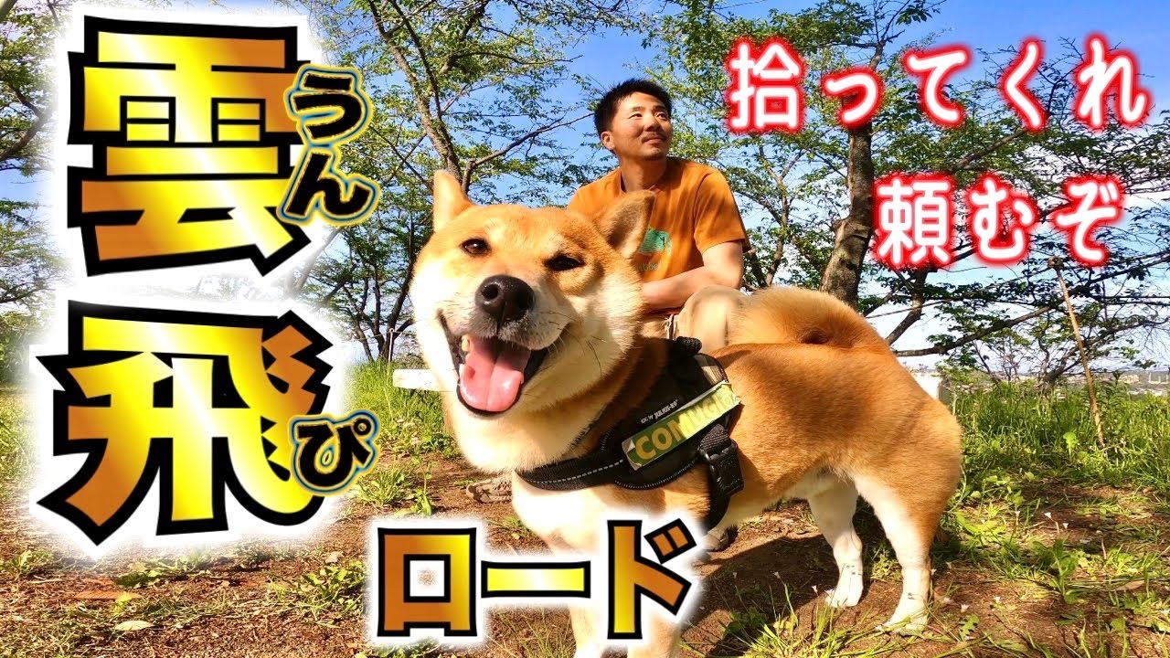 日本を綺麗にしたいのでお願いする柴犬【あるじのステップ】Shiba Inu who wants to make Japan beautiful