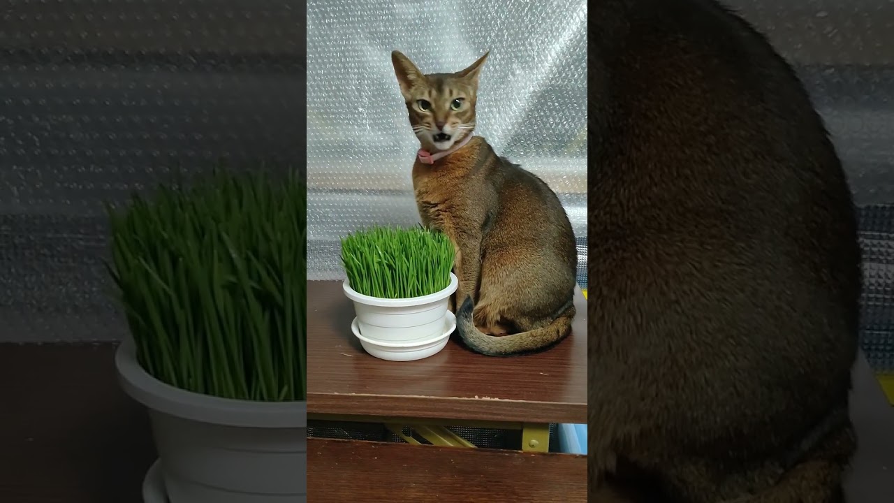 ネコ動画あび#807　#shorts　あびの毎日　アビシニアン　あびブログ