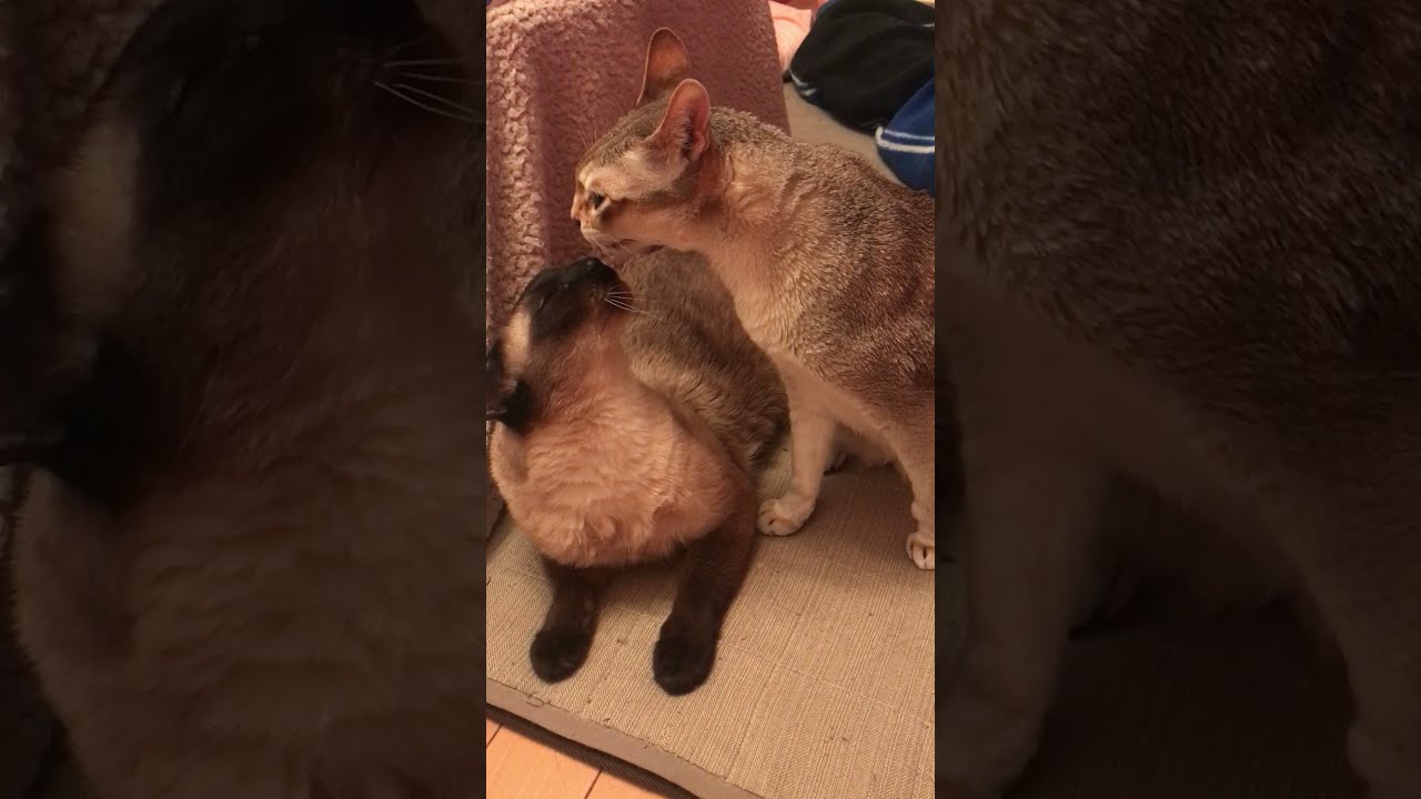 大好きなたぬき猫が隣いるからペロペロしちゃうシンガプーラなのにゃ♪
