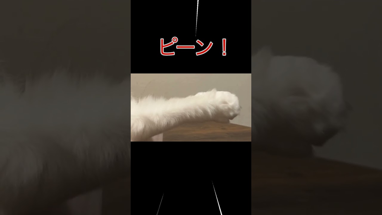 手がピーンとなってる猫#shorts#short #アメリカンカール#猫