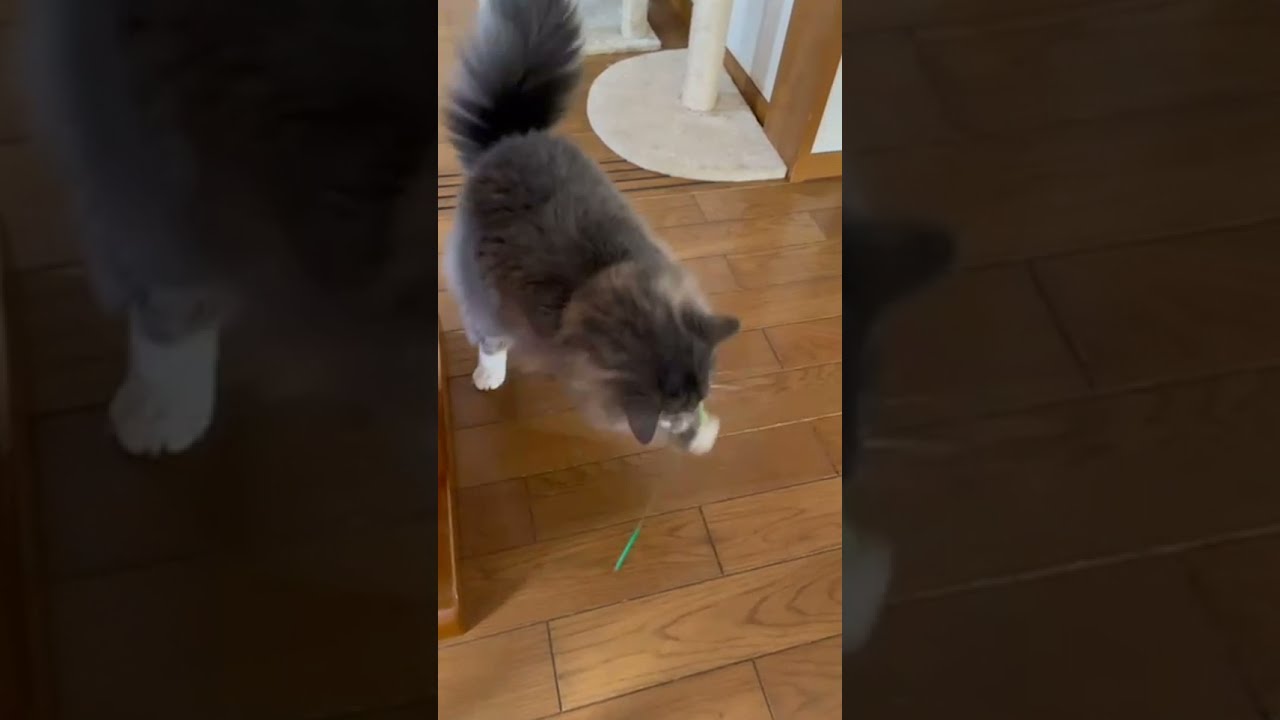 メインクーンはテンションが上がるとこうなりますw