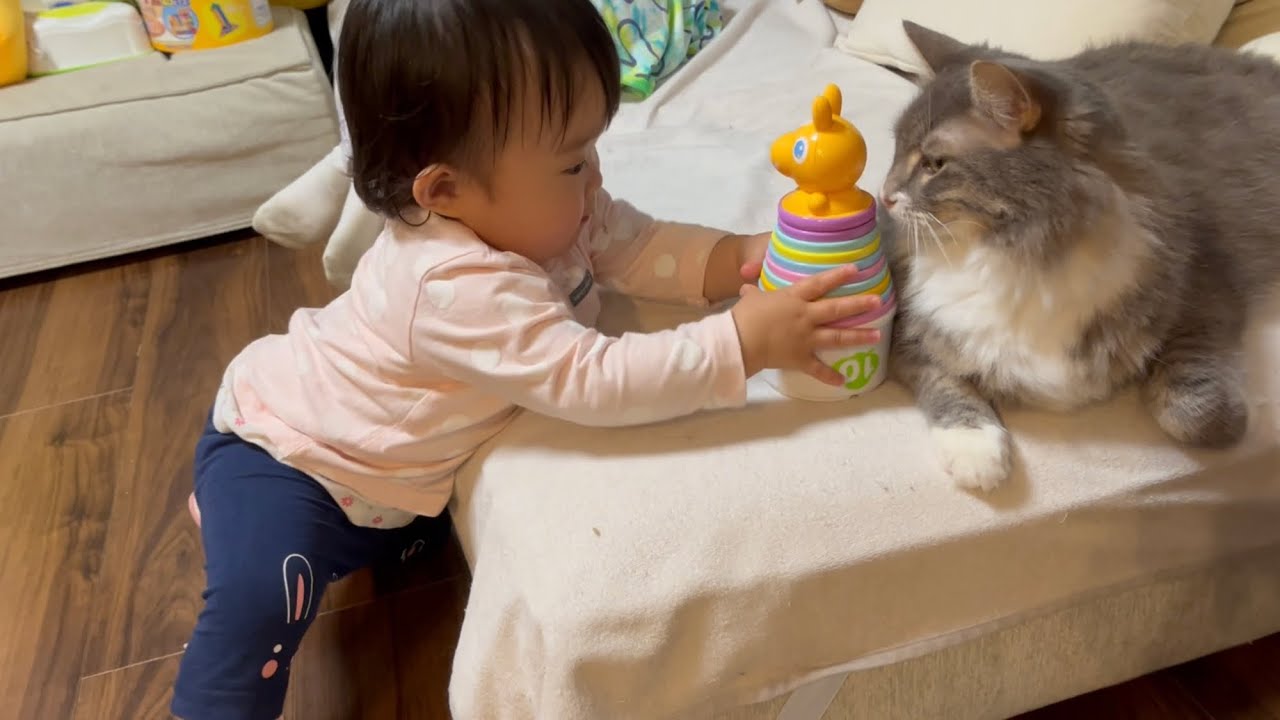 赤ちゃんからお兄ちゃん扱いで遊びに誘われる猫　ノルウェージャンフォレストキャット　A cat treated as a big brother by a baby