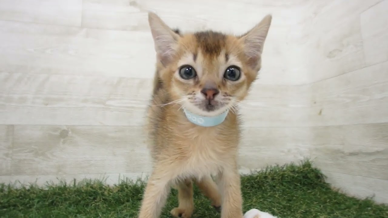 Coo&RIKU　No00626572 アビシニアン