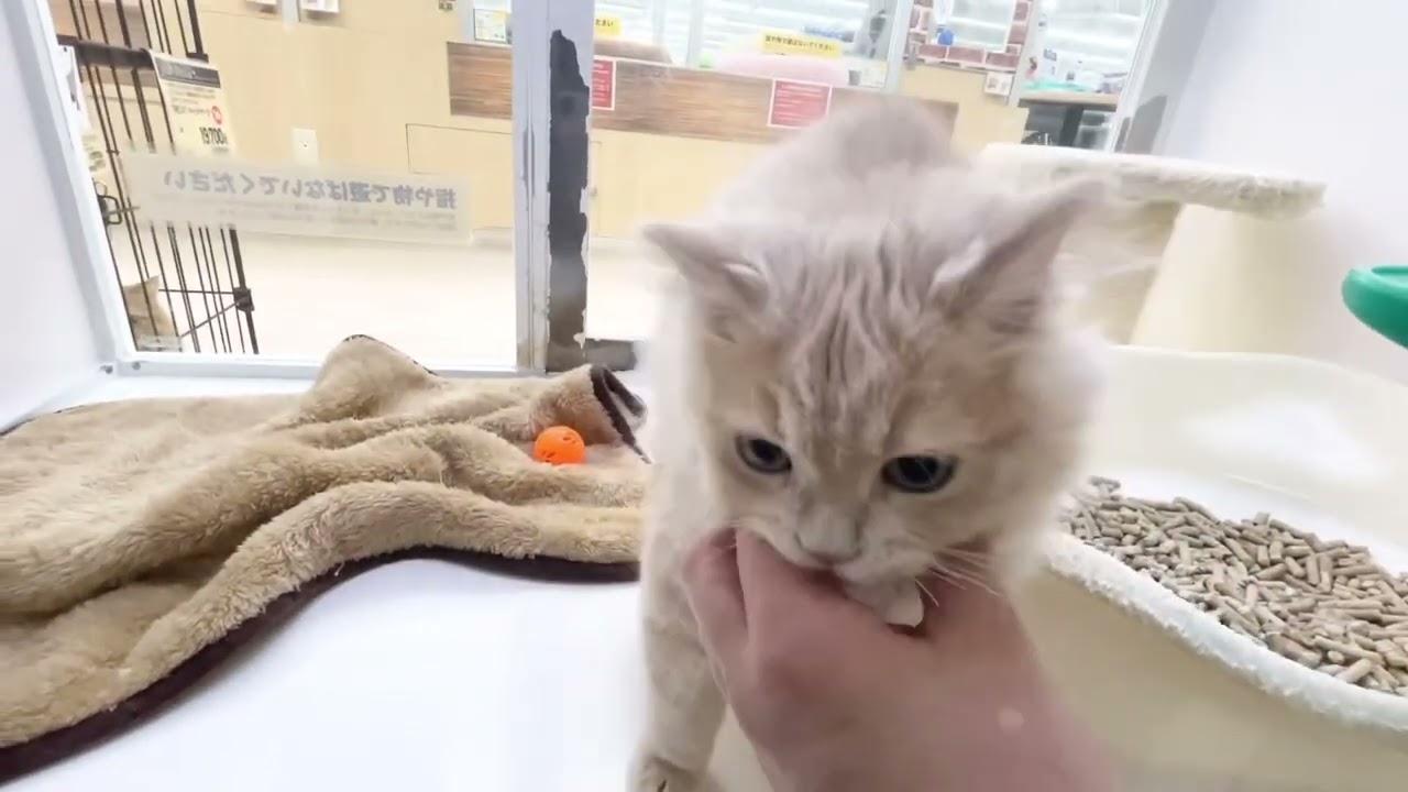 2023.01.15撮影　めちゃくちゃ甘えん坊なラガマフィンちゃん♡