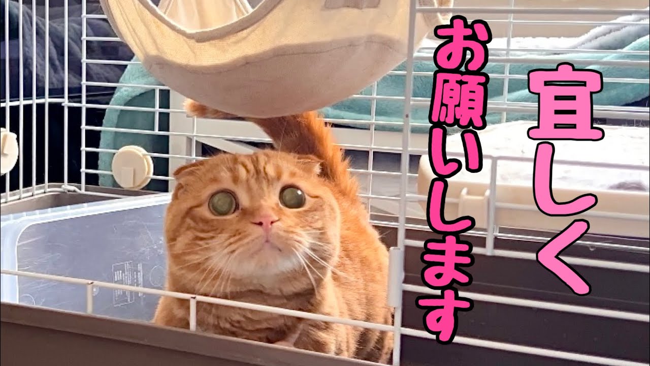 子猫の預かりボランティアをしていました！