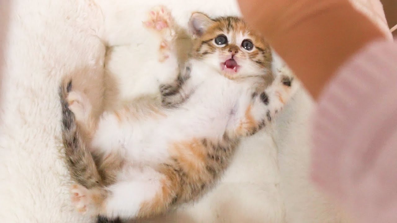 「ぱぁっ！」子猫のお腹をこちょこちょしたら悶絶級の可愛さでした！