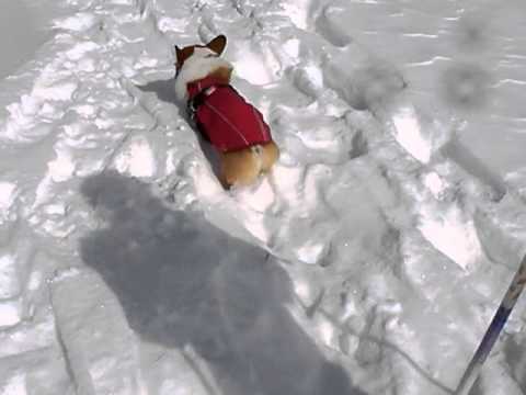 ワンコとスノーシュー♪   (3)    　　 コーギーCorgi