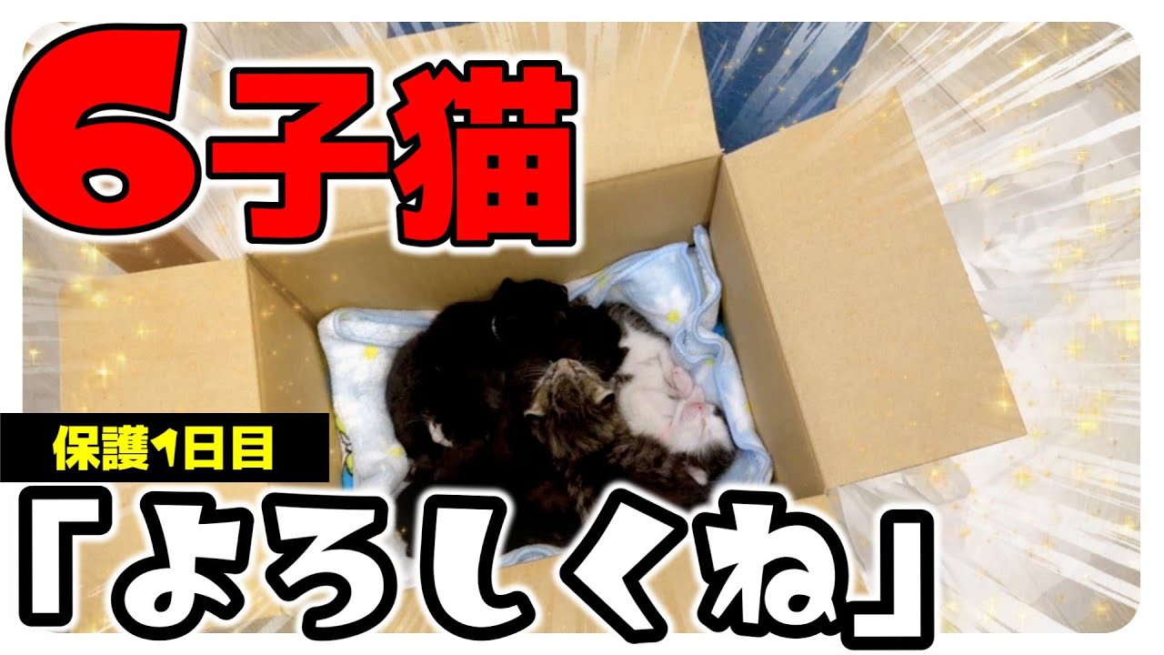 １７９ｇ子猫のミルボラ★６兄妹今日からよろしく！【保護猫生活1日目】