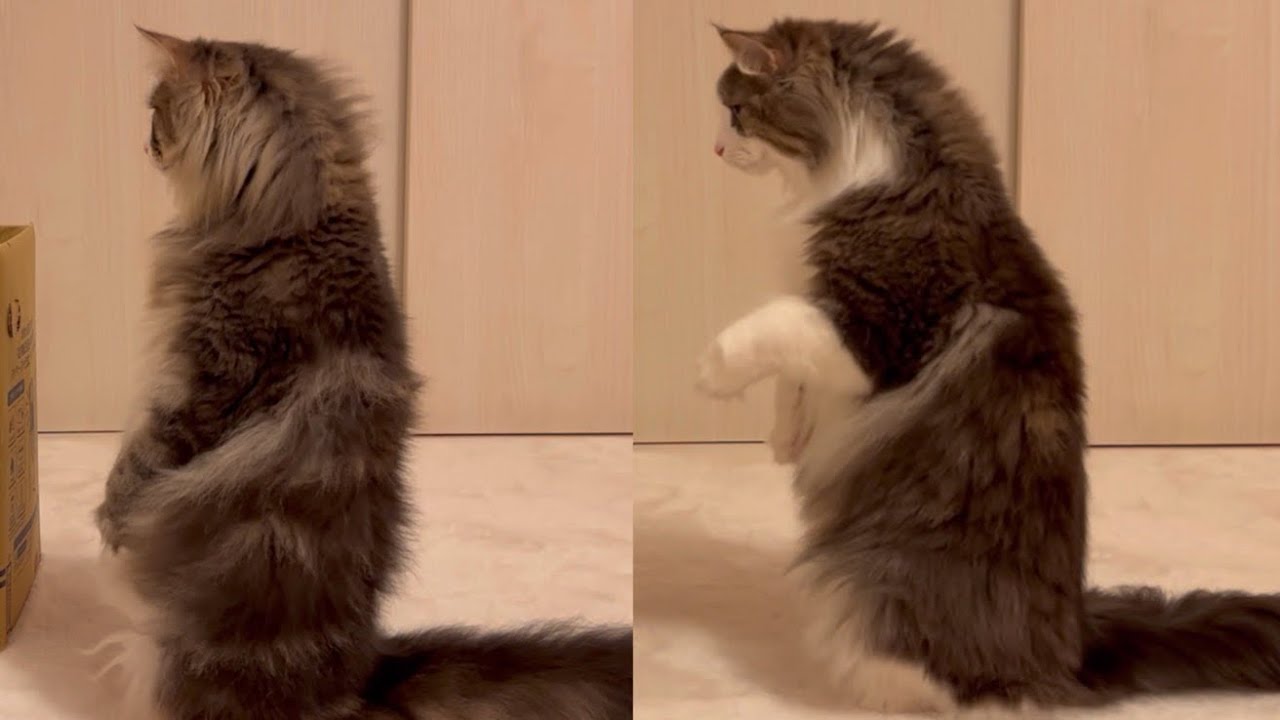 【兄弟❤︎】同じポーズをするノルウェージャンフォレストキャットの兄弟が可愛すぎる❤️