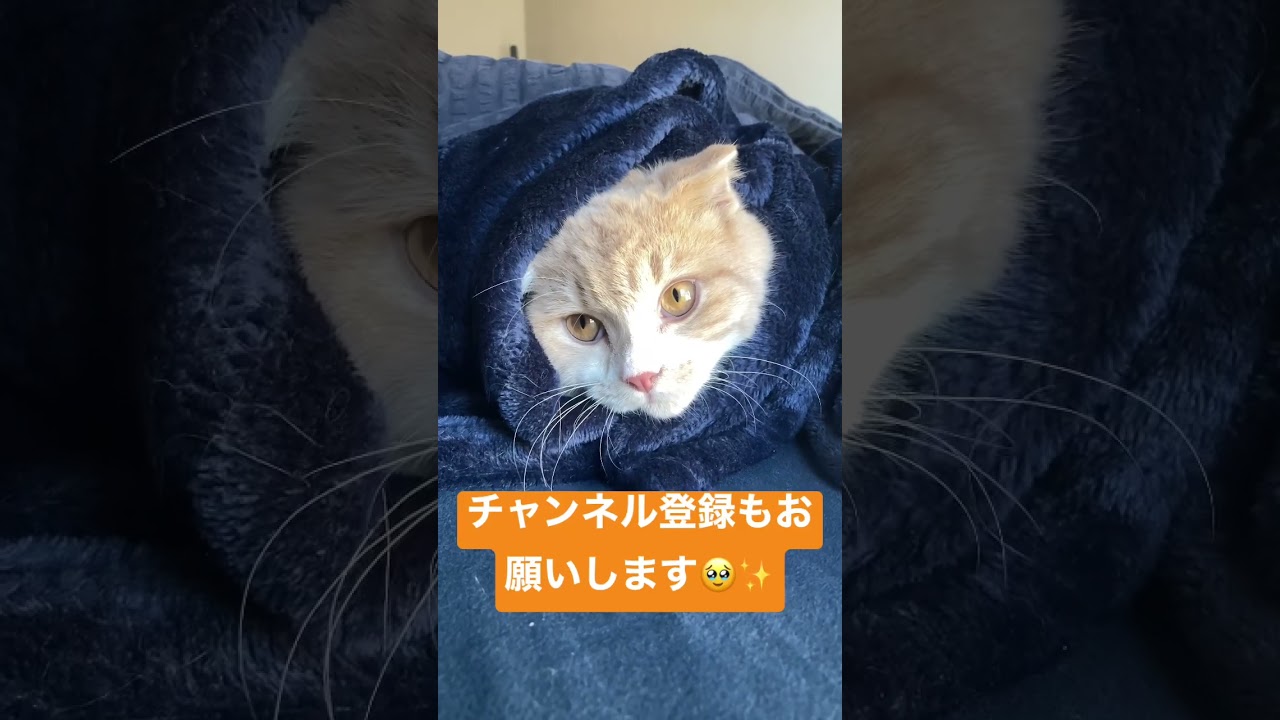 [スコティッシュフォールド]猫巻き #ねこのいる生活 #猫好きさんと繋がりたい #スコティッシュフォールド #子猫 #scottishfold #catvideos #catlover #고양이