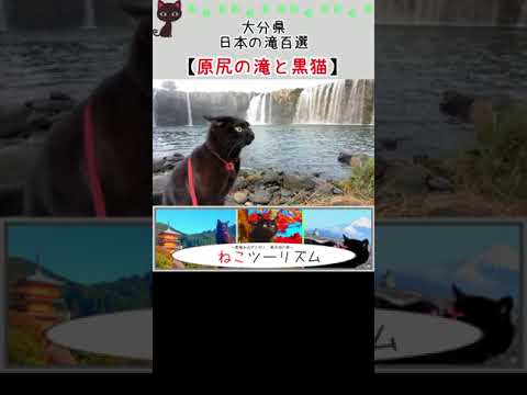 【猫と旅行】日本の滝百選『原尻の滝』の大迫力【大分県】