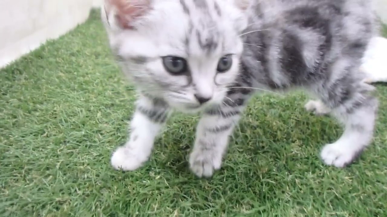 Coo&RIKU　No00632724 アメリカンショートヘアー