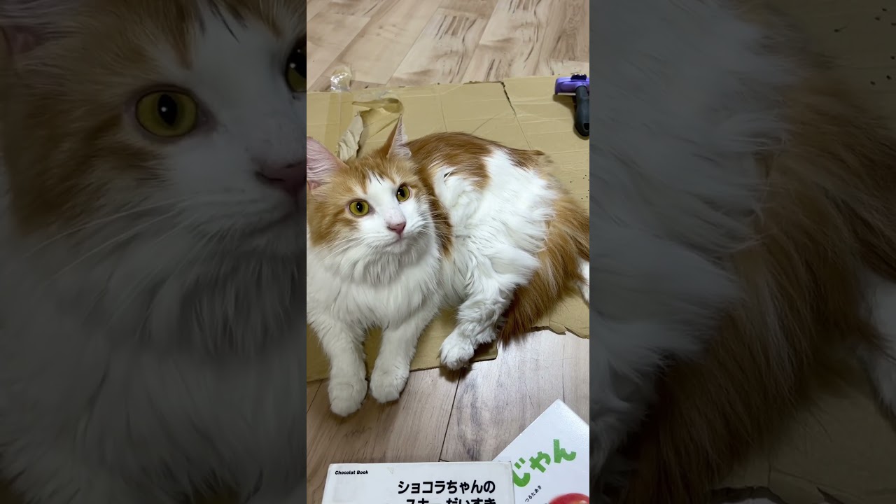 絵本を読んでほしい猫？#shorts 【マリー（メインクーン）】