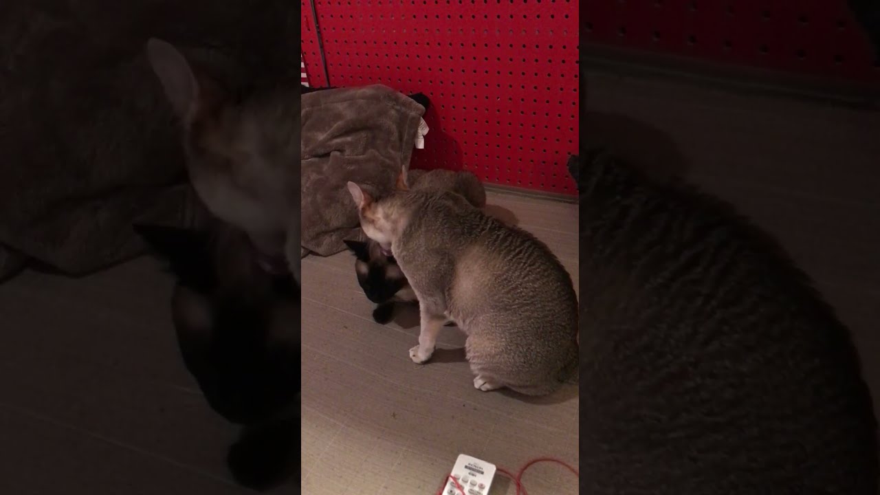 たぬき猫を心ゆくまでペロペロするシンガプーラなのにゃ♪