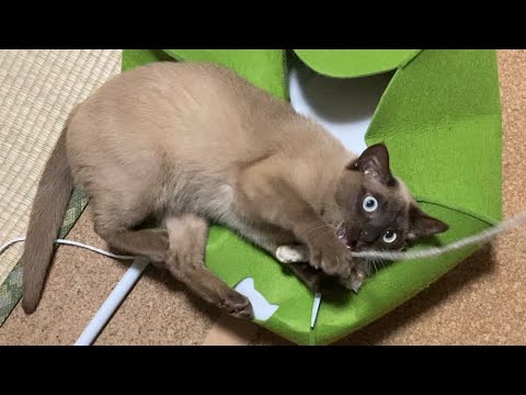 トンキニーズ 【2023/05/13】