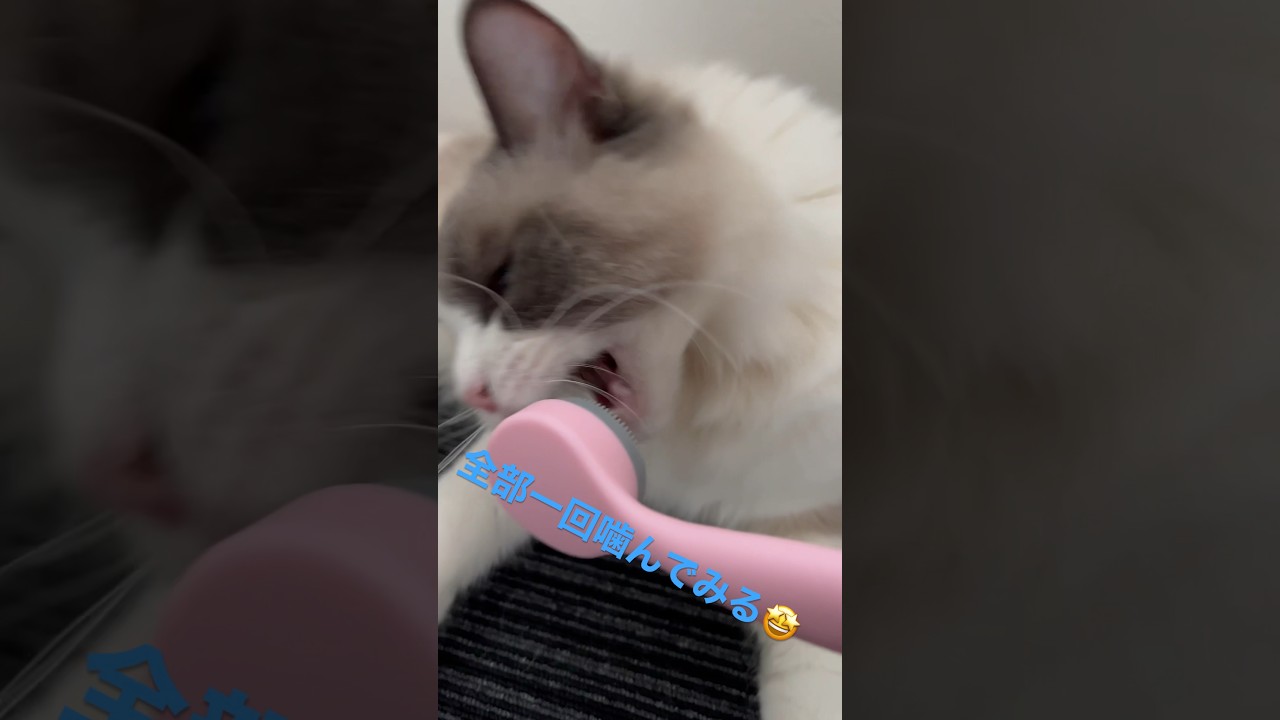 全ての物を一回噛んでから考えるラグドール😆#shorts#Ragdoll#ラグドール