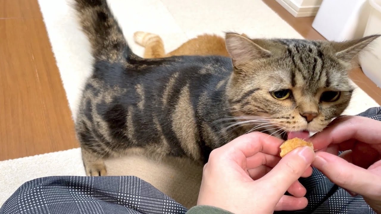 おやつを前にするとどんどん図々しくなる弟猫w