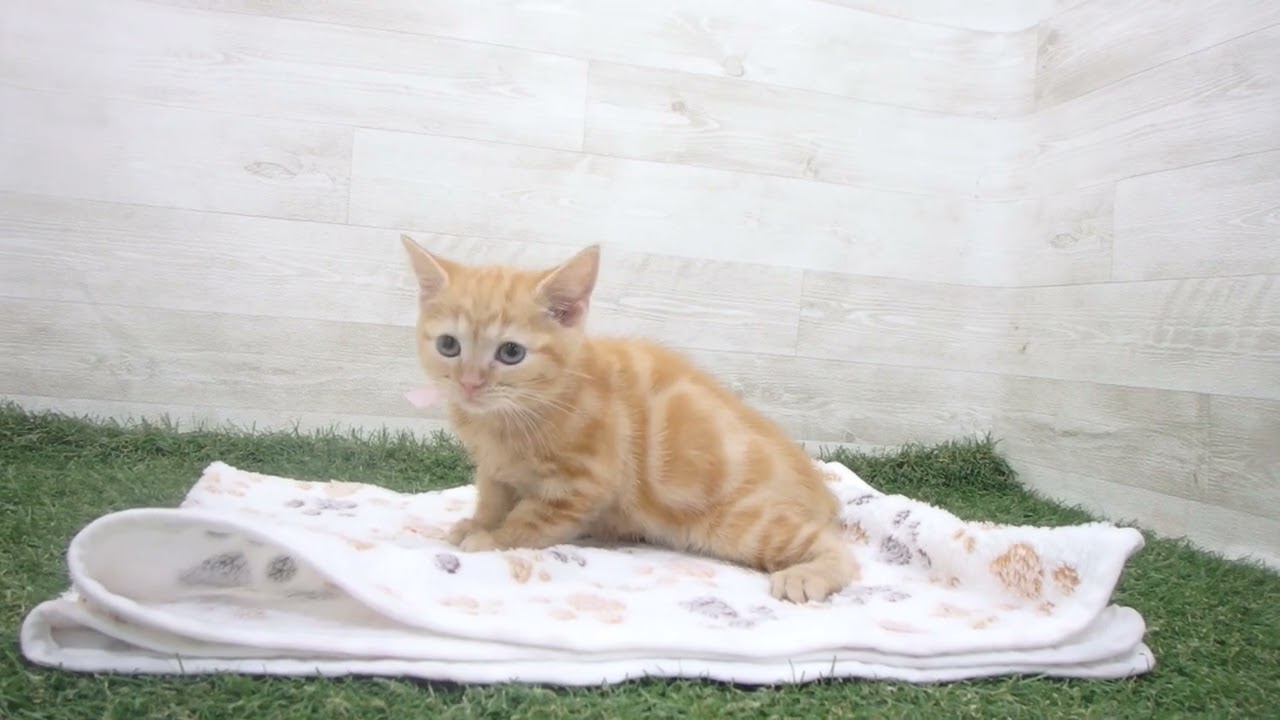 Coo&RIKU　No00631462 アメリカンショートヘアー