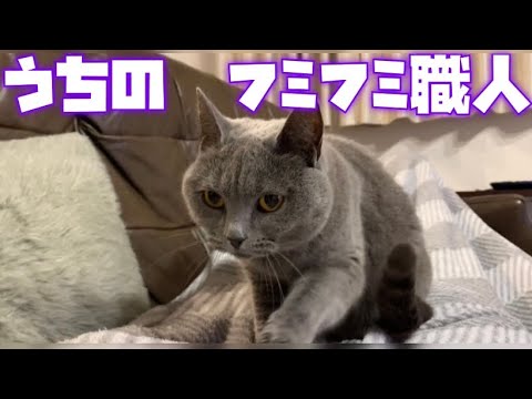 うちのフミフミ職人をご紹介。【シャルトリュー】