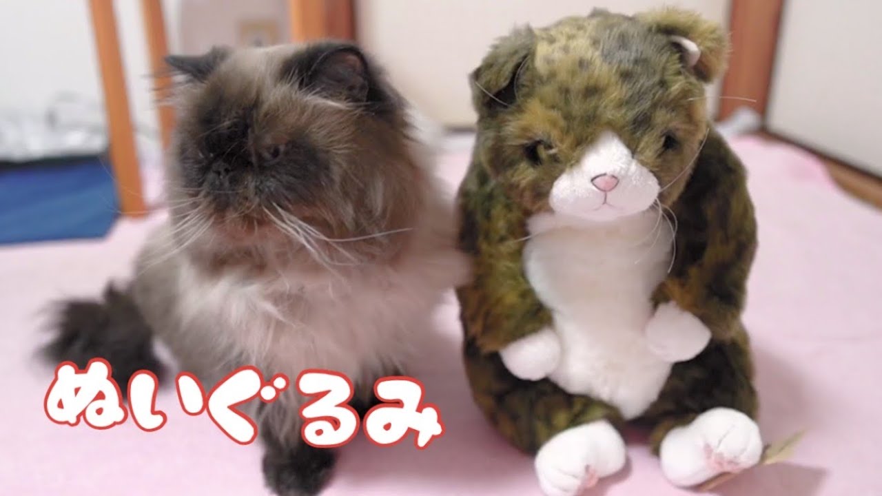 ぬいぐるみに囲まれてしまった猫　ヒマラヤンが可愛い　ラグドール猫！｜抱っこが好きな猫 ｜ヒマラヤン猫｜甘える猫