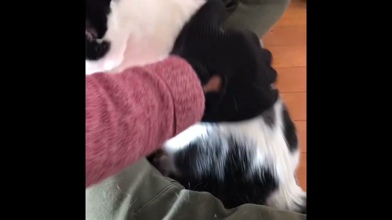 「パパさんはぼくをブラッシングしようとしている　でもそうはいかないにゃ」