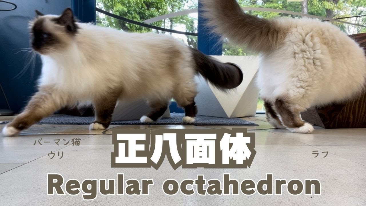 バーマン猫ウリとラフとミカ【正八面体】Regular octahedron（バーマン猫）Birman/Cat