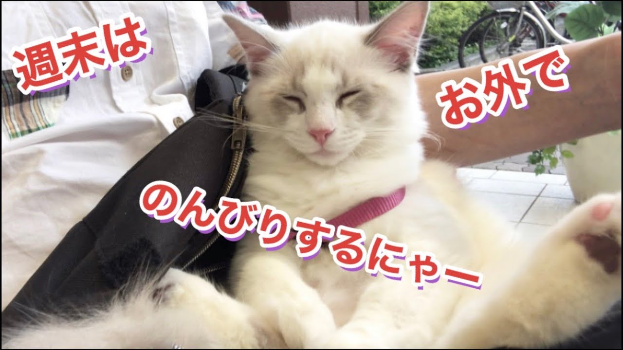 💛猫ちゃんと外出をおすすめする意外な理由！💛【ヒマラヤン＆ラグドール】💛ラグドール猫！｜最高に美しい猫｜ヒマラヤン猫｜華麗な猫｜