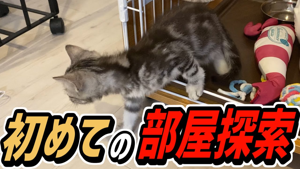 来て2日目の子猫による初めての部屋探検！【テトラ】