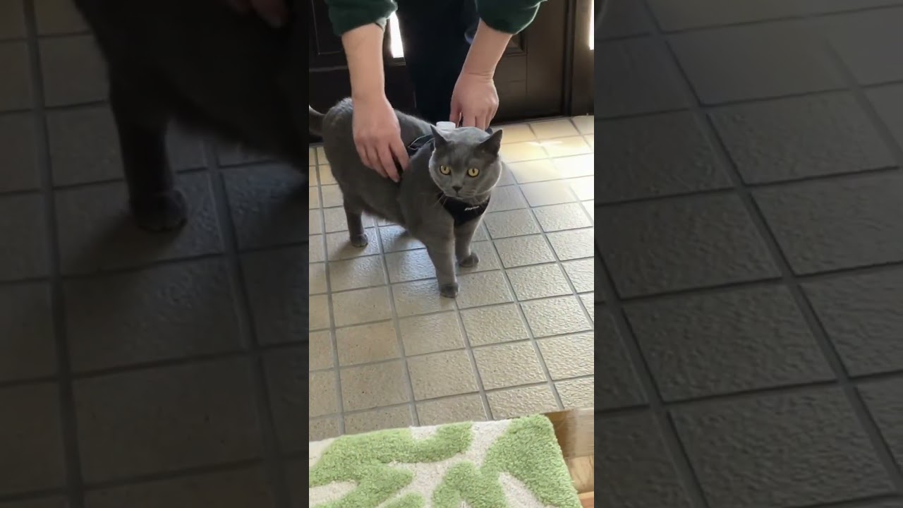 おかえりただいま #猫 #ブリティッシュショートヘア #shorts