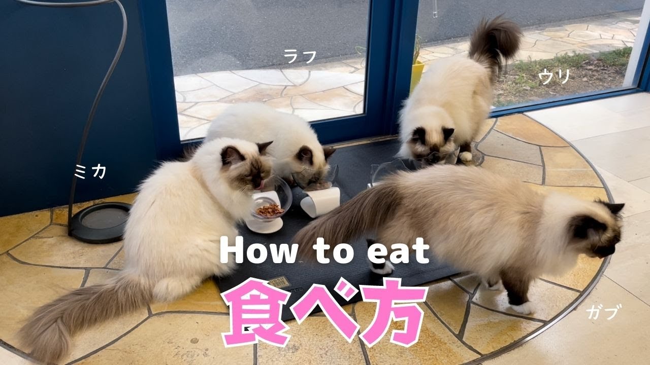 ４匹そろってのごはん【食べ方】How to eat（バーマン猫）Birman/Cat
