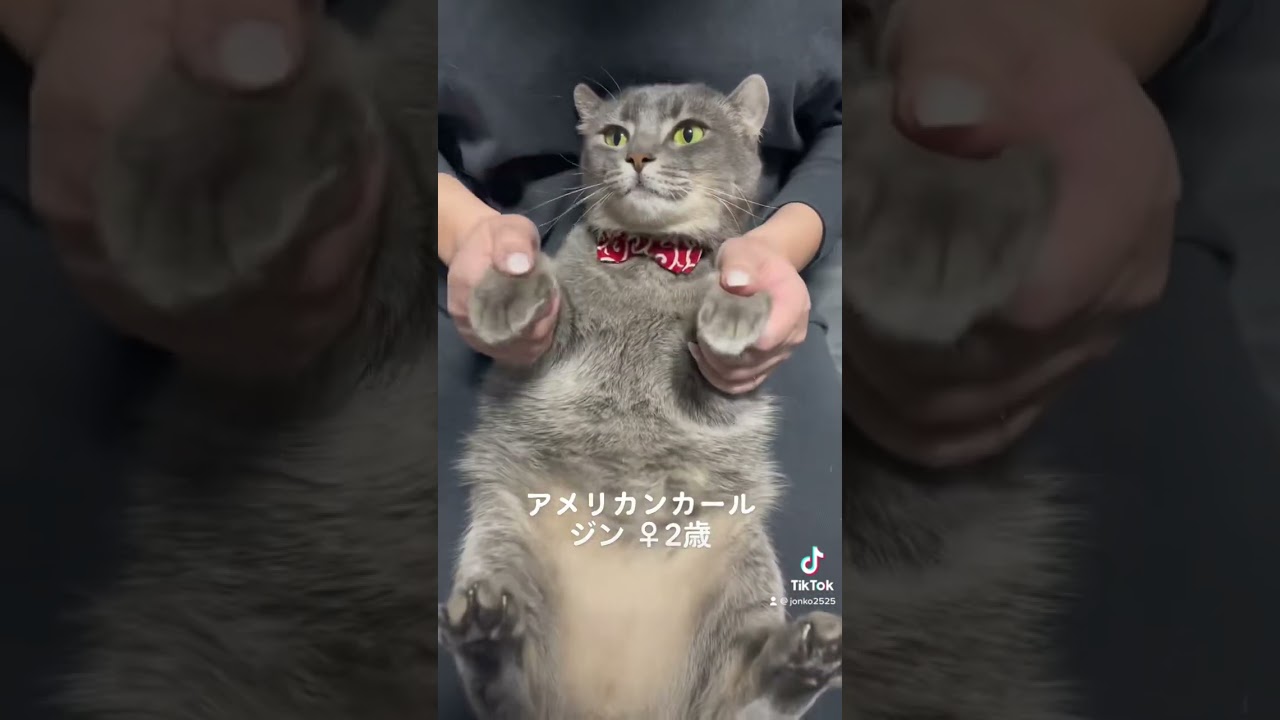 #short #アメリカンカール #アニメダンス