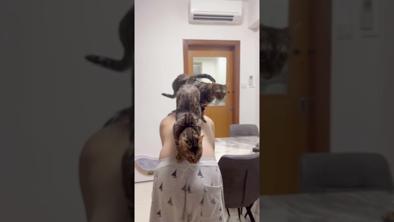 パパの背中は猫たちの人気スポット【ベンガル猫】
