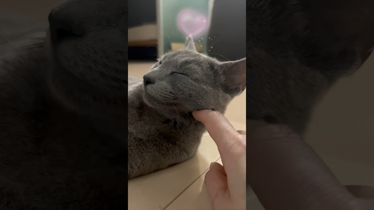 至福の時間　#Shorts #ロシアンブルー　#ねこ　#ねこ動画　#cat #猫　#russianblue